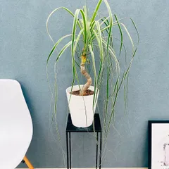現品　トックリラン　ノリナ　斑入り　30番　トックリラン斑入り　観葉植物 楽天市場】斑入り トックリランの通販