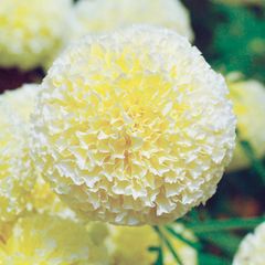 【花の種】マリーゴールド　ホワイトスワン　Ｆ１　１０粒　切り花に向くクリーム色　万寿菊