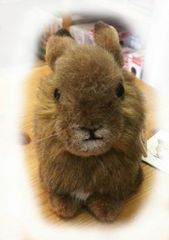 ケーセン 野うさぎの子