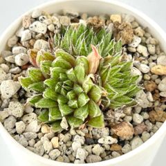 【多肉植物】ハオルチア・マルミアーナ　マルミアーナ  Haworthia marumiana
