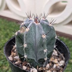 サボテン　朝霧閣