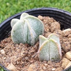 多肉植物アストロフィツム属 鸞鳳玉(ランポウギョク)