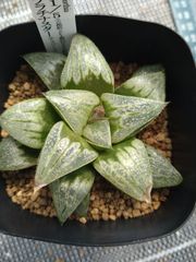 ⑳大きめ苗! 青鬼❣️紅染華❣️ブルーバニラ❣️もみじ飴❣️メルカリ便込 愛多肉-(AI-TANIKU) - メルカリShops