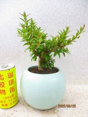 [讃岐屋緑兵衛] 谷渡 タニワタリ 開花予定株 (62286均釉丸鉢)全高：22㎝※宅配便発送