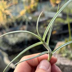 大＊ 芳香花品種＊ チランジア クロカータ ジャイアント Tillandsia Crocata ‘Giant’＊エアプランツ＠フラワーショップ江口