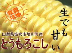 1 284様専用 8本【スーパースイートコーン甘々娘】農薬化学肥料不使用 