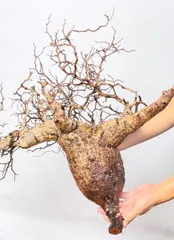 2026年最新】パキプス ベアルートの人気アイテム - メルカリ