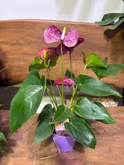 アンスリウム　雅　3.5号　紫　観葉植物　インテリア　グリーン　屋内　ショップ　カフェ　机　丈夫　育てやすい