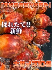 ほや 10個 宮城県産 三陸産 石巻