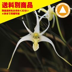 洋蘭 Diplocaulobium tipula