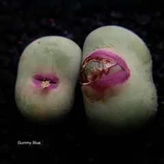 コノフィツム　大型pageae ポットごと（群生株) コノフィツム（原種系）：パゲアエ大粒 2号ポット の通販 | 園芸