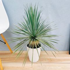 ［現品］H  ユッカ　ロストラータ　サファイアスカイズ　7号　観葉植物　レア　屋外　ドライガーデン　珍しい