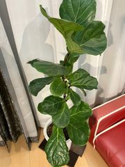 カシワバゴム A12 観葉植物 オフィス 室内 インテリア 現物販売