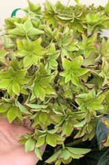 【在庫処分】アジサイ　いろは　レッド　５号鉢　底面給水　秋色紫陽花　アンティークカラー