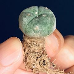 高騰品種】覇王竜 × 小雨新白鯨 極上強棘 hyb ボールタイプ 高騰品種】覇王竜 × 小雨新白鯨 極上強棘 hyb ボールタイプ