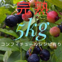 冷凍完熟ブルーベリー5kg(全国送料込み)