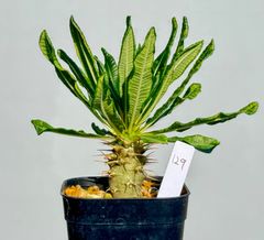 Openセール】アンボンゲンセ パキポディウム 12 - メルカリ