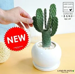 サボテン（墨烏帽子：スミエボシ）1本立ち 白色 丸型 陶器鉢　１F　コンパクトな　柱サボテン　セレウス　サボテン　バンザイサボテン