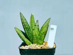 ☆S-38 希少 サンスベリア ヘッジホッグ 鉢ごとメルカリ発送 Amazon｜サンセベリア：ヘッジホッグ 3号[稀少なサンスベリア