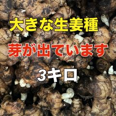 大きな生姜種‼️芽が出ています3キロ‼️すぐに植え付け可能‼️
