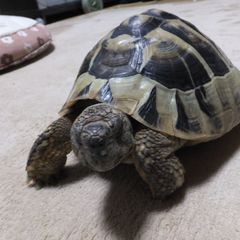 カメ鉄商会