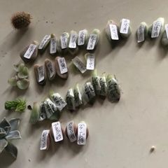 多肉植物　葉挿し