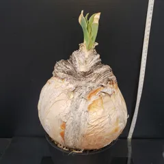 2025年最新】ブーファン ハエマンソイデスの人気アイテム - メルカリ