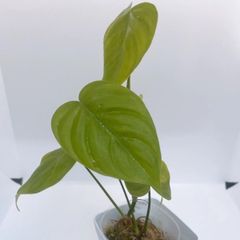 フィロデンドロン　テヌエ