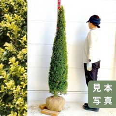 レッドジェム ティーツリー メラレウカ 赤色 白花 紅葉 64 - メルカリ