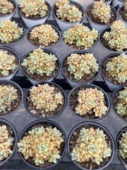 抜き苗 ゾウゲ群 MY53×18株 ふっくら 多肉植物 エケベリア サボテン 韓国苗 新入荷