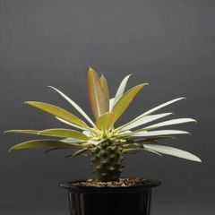 "Euphorbia pachypodioides" ユーフォルビア パキポディオイデス 管理2222