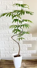 ☆ エバーフレッシュ 曲がり仕立て♪ 162cm 沖縄産太幹原木♪ ☆ エバーフレッシュ 曲がり仕立て♪ 162cm 沖縄産太幹原木♪