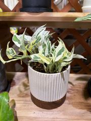 ポトス・エクセレント　陶器鉢植え　観葉植物　インテリア　グリーン