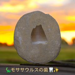 モササウルスの歯 【母岩付き】