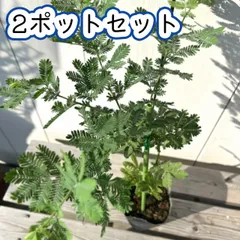 ミモザアカシア 2ポットセット　3号（直径9cm）ポット苗　家庭樹 シンボルツリー