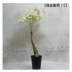 レア♡パキラ♡ミルキーウェイ♡接木♡6号♡お鉢ごとメルカリ便で レア♡パキラ♡ミルキーウェイ♡接木♡6号♡お鉢ごとメルカリ便で