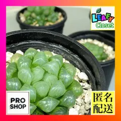 ハオルチア オブツーサ 3号(個体おまかせ1鉢)　ハオルシア ハウォルチア インテリア 多肉植物 初心者 育てやすい かわいい 可愛い オシャレ(501429)