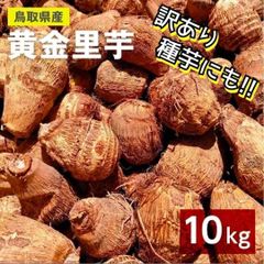 【小芋】黄金里芋 女早生芋 宅急便 10kg さといも サトイモ 山芋