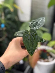 2025年最新】anthurium papillilaminumの人気アイテム - メルカリ