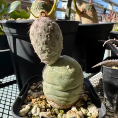 M*】様 ◆オークション　ゲオメトリクス　自根　サボテン　多肉植物 ◇オークション ゲオメトリクス 発根株 サボテン 多肉植物