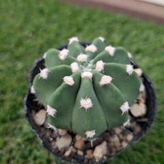 タ*ボ様 マミラリア☘️エルサム ・希少です✨✨(メルカリ便^^) タ*ボ様 マミラリア☘️エルサム ・希少です✨✨(メルカリ便^^)