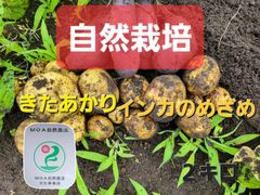 【R６年は珍品種❗更新までお待ち下さい】自然栽培　新じゃがいも２種類　　２キロ