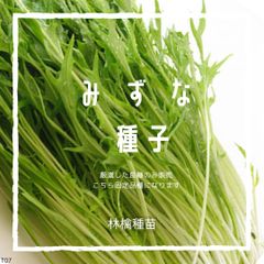 T07　家庭菜園でおすすめ品種　みずな　固定種　野菜の種　貴重な累代自家採種！ここが他とは違います！