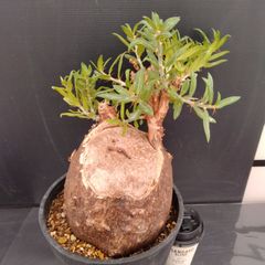 なぜ、いま 塊根植物なのか｜Yasuaki iMai