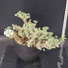 J694【自社養生株】モンソニア　ムルチフィダ（現地球・発根株・鉢植え）【塊根植物】