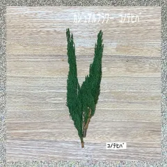 カジュアルフラワー　コノテヒバ