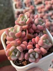 新入荷　多肉植物　エケベリア　テレタビーズ 　4-5頭小群生苗　抜き苗　１株