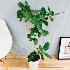 ［現品］12Y  フィカス　ベンガレンシス　曲がり　8号　観葉植物　室内　大型　ゴムの木　育てやすい　受け皿付き 中