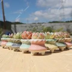 8個セット 韓国 3号 宝石 花びら 窯変 貫入 浮彫 植木鉢 室内 陶器鉢 8個セット 韓国 3号 宝石 花びら 窯変 貫入 浮彫 植木鉢 室内 陶器鉢