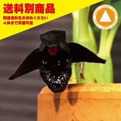 洋蘭 Max schunkeana